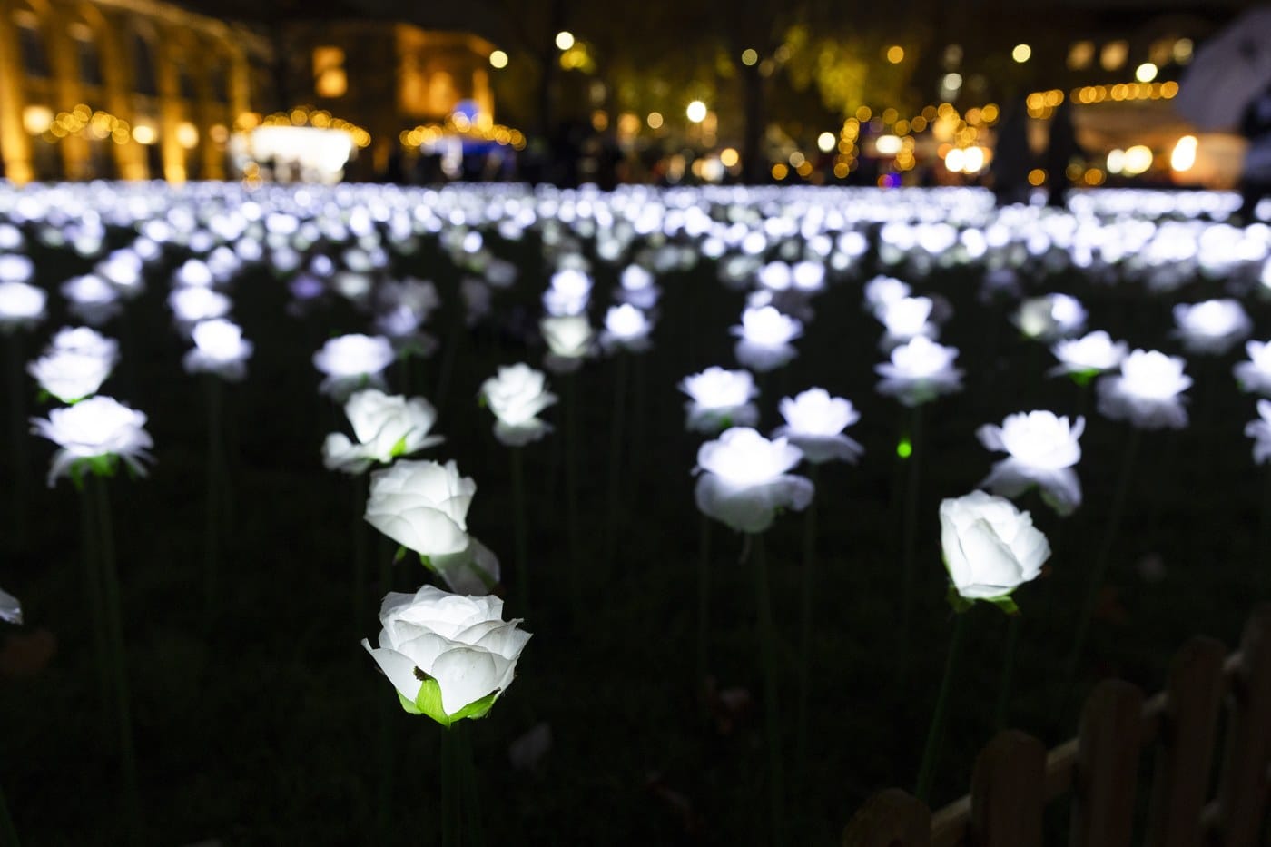 Close-up of illuminated white fabric roses on green stems, with the lights of Duke of York Square blurred behind